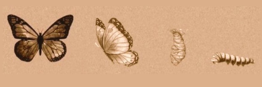 lalevirusu's profile banner image