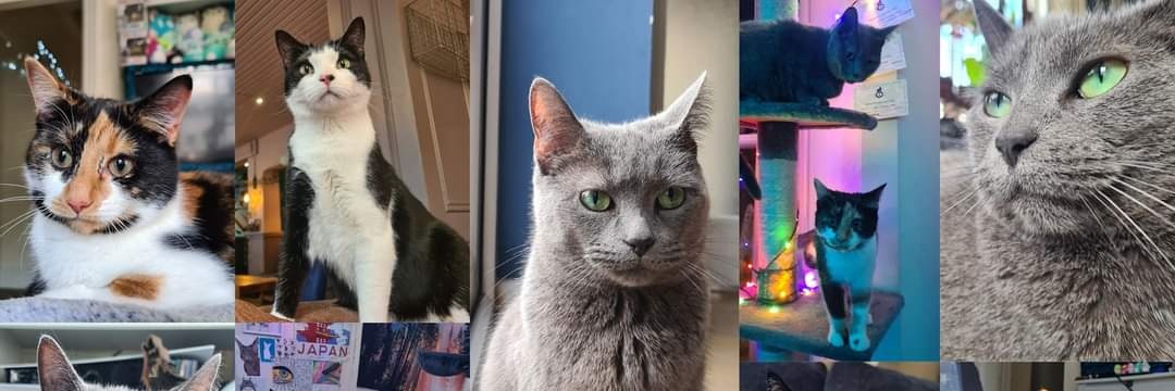 Brennan Joyce banner