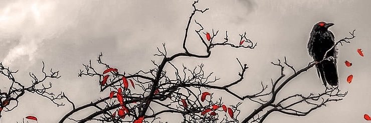 luisa_platt's profile banner image