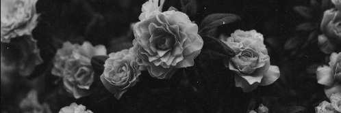_chlocaine's profile banner image