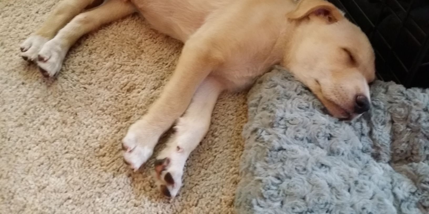 Area Pup banner