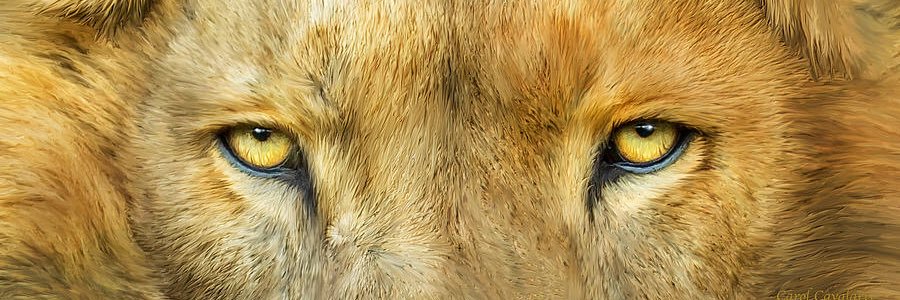 llopezjoe's profile banner image