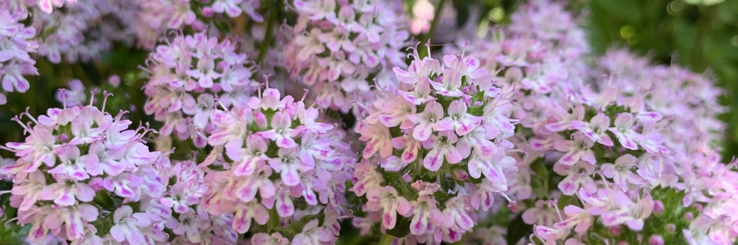 barbara balocco  banner