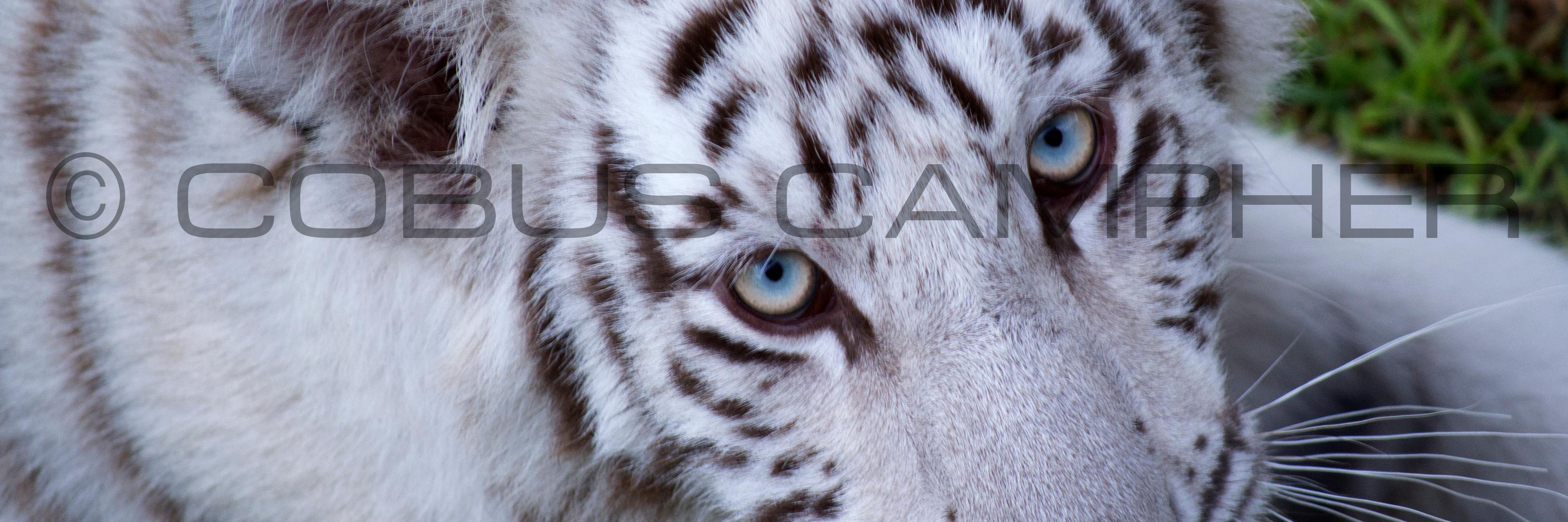 ST4RZA's profile banner image
