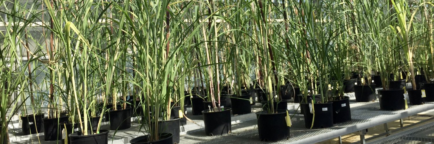 Martha Malapi banner