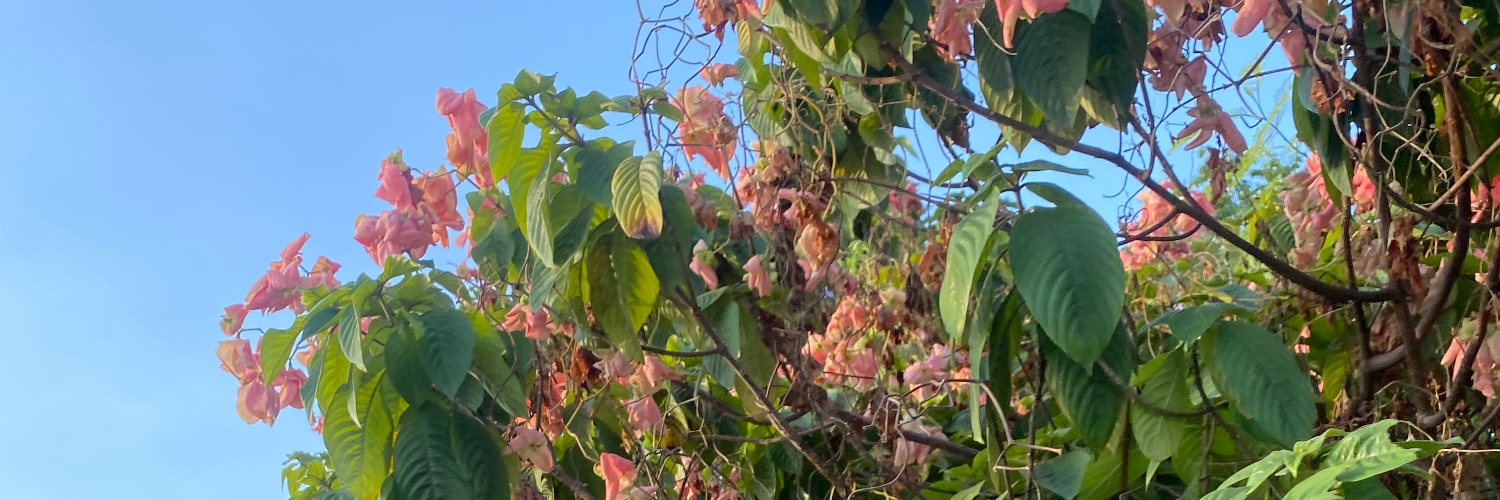 pearlsdiving's profile banner image