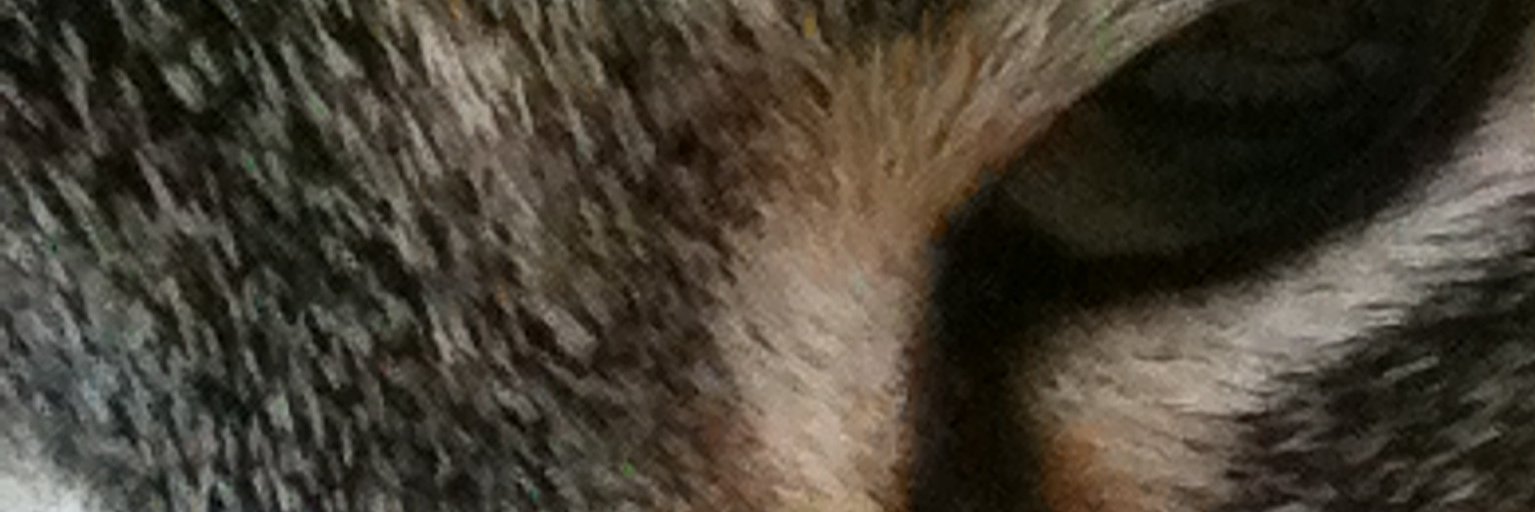 Deyara's profile banner image
