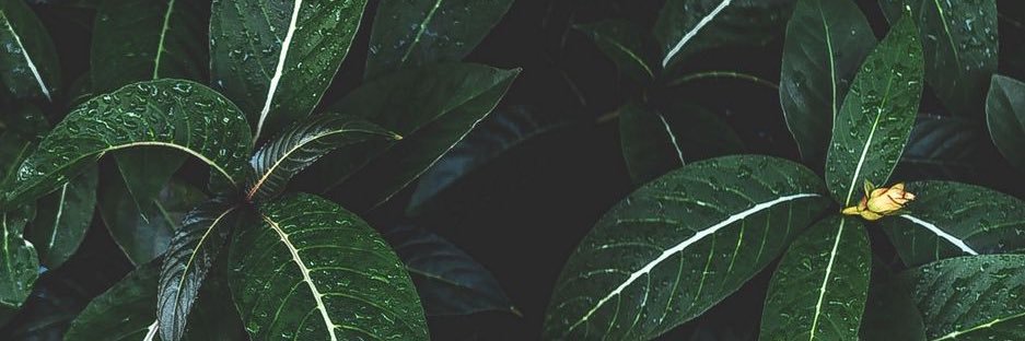 MennaKelly's profile banner image