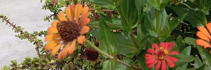Esthela Fuentes 🌺 banner