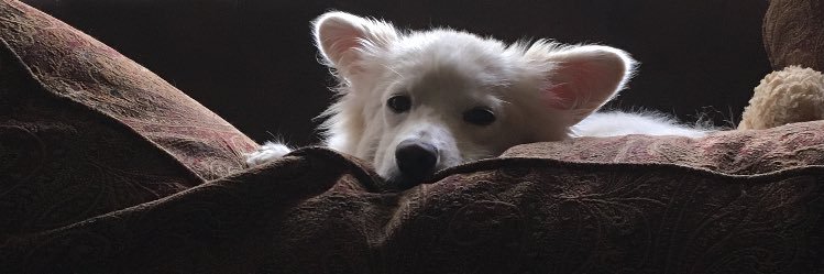 kshelldone's profile banner image