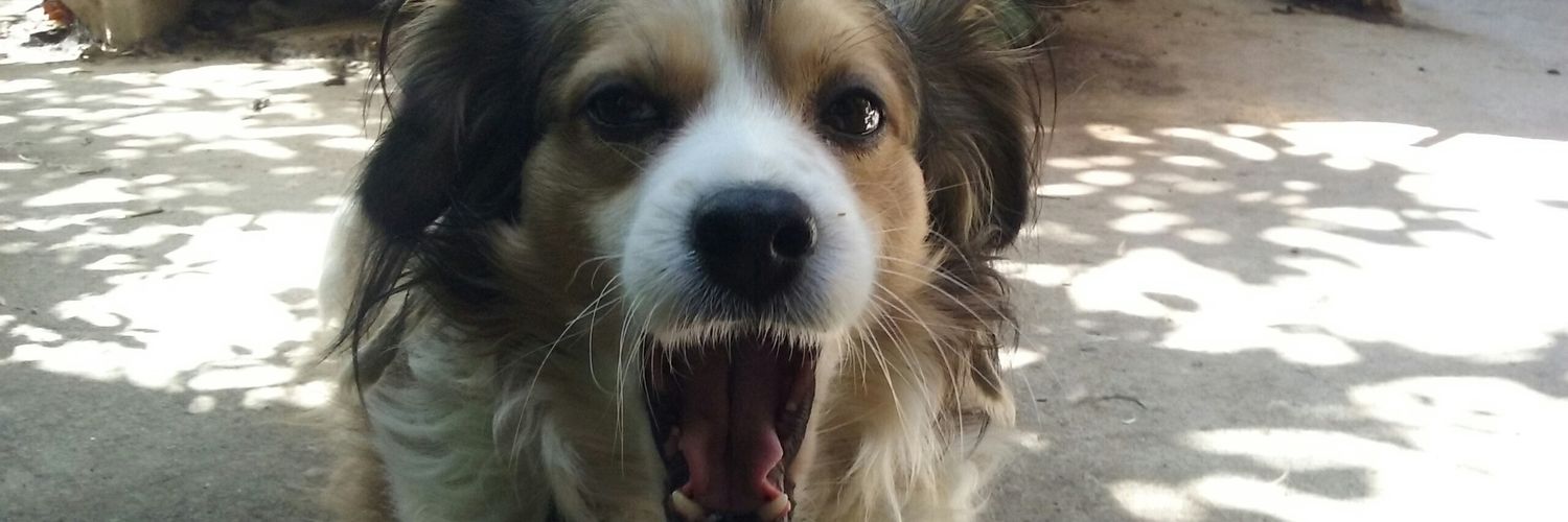 LuizTeles21's profile banner image