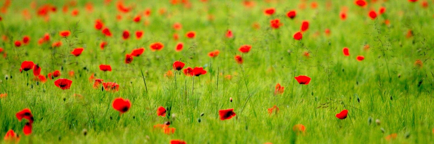 @unicolet@home.social banner