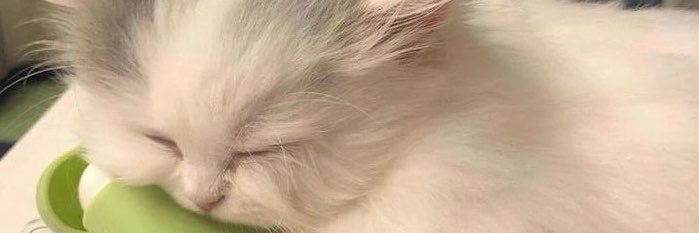 wrntie's profile banner image