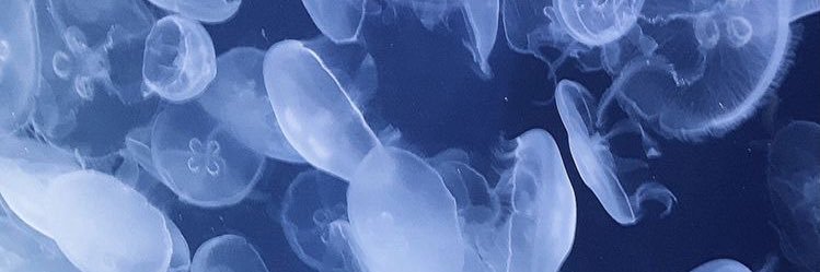 MaiMkym's profile banner image