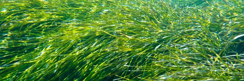 Ευρυδίκη Μπερσή banner