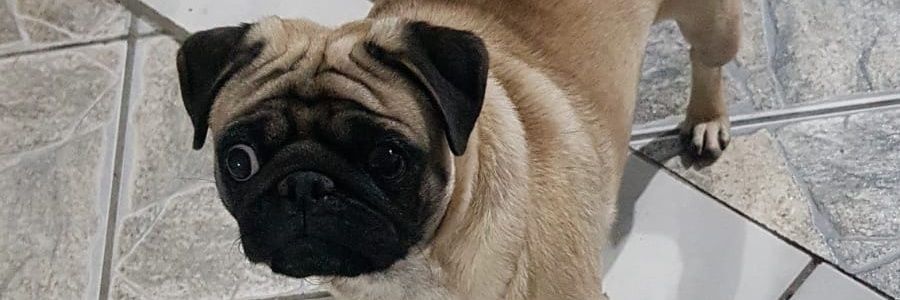 AugustoFlorao10's profile banner image