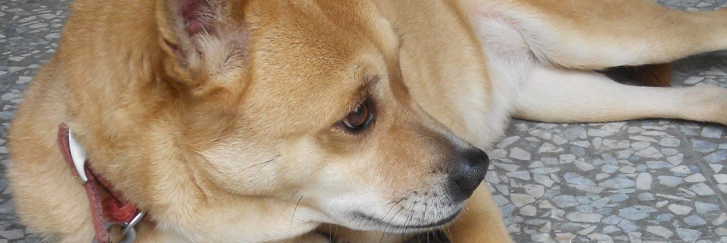 Senwhei's profile banner image