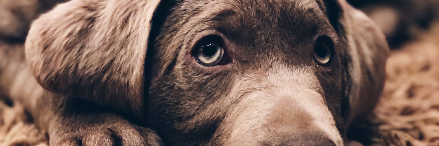 AddieWarren15's profile banner image