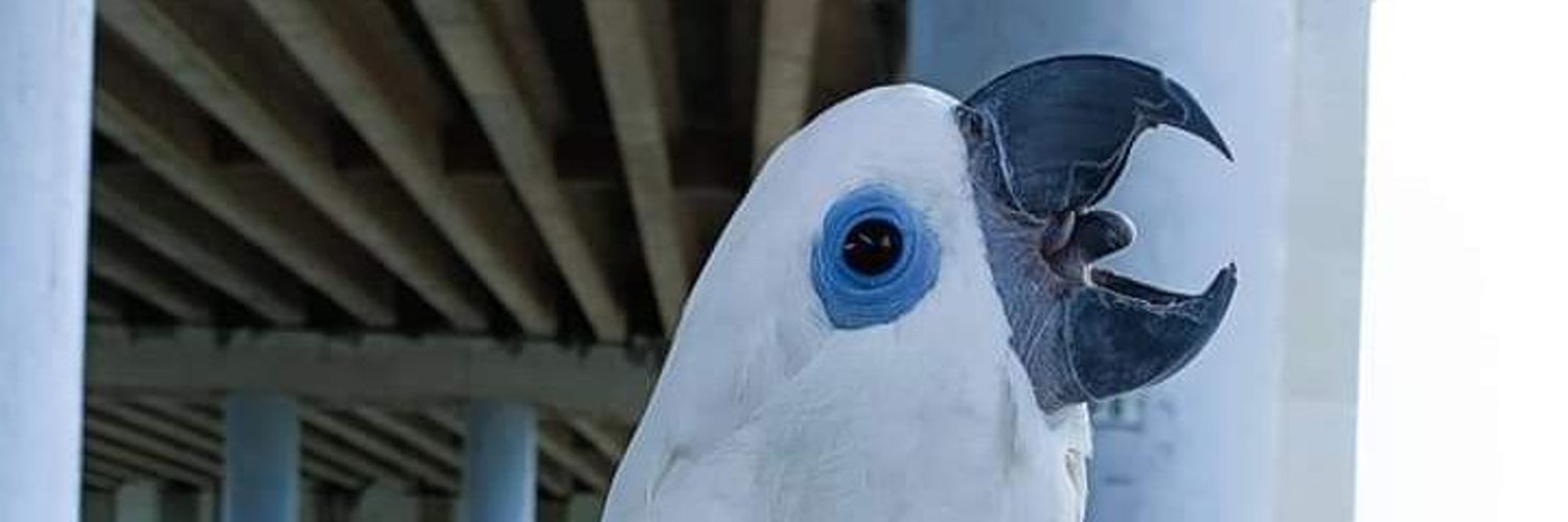 Raze banner