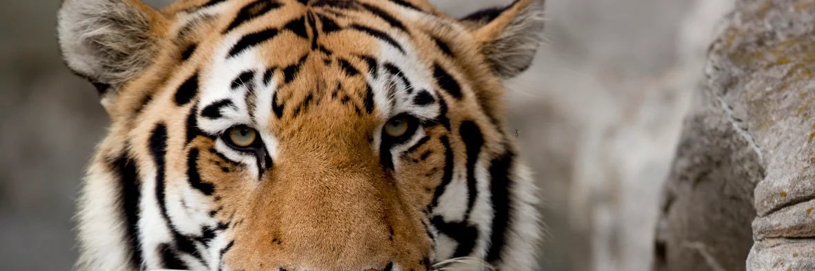 NotTylerLee's profile banner image
