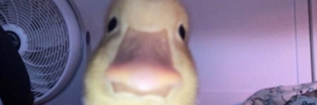AdamReindeer's profile banner image