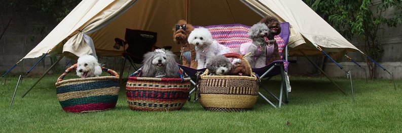 poodlejoypon's profile banner image