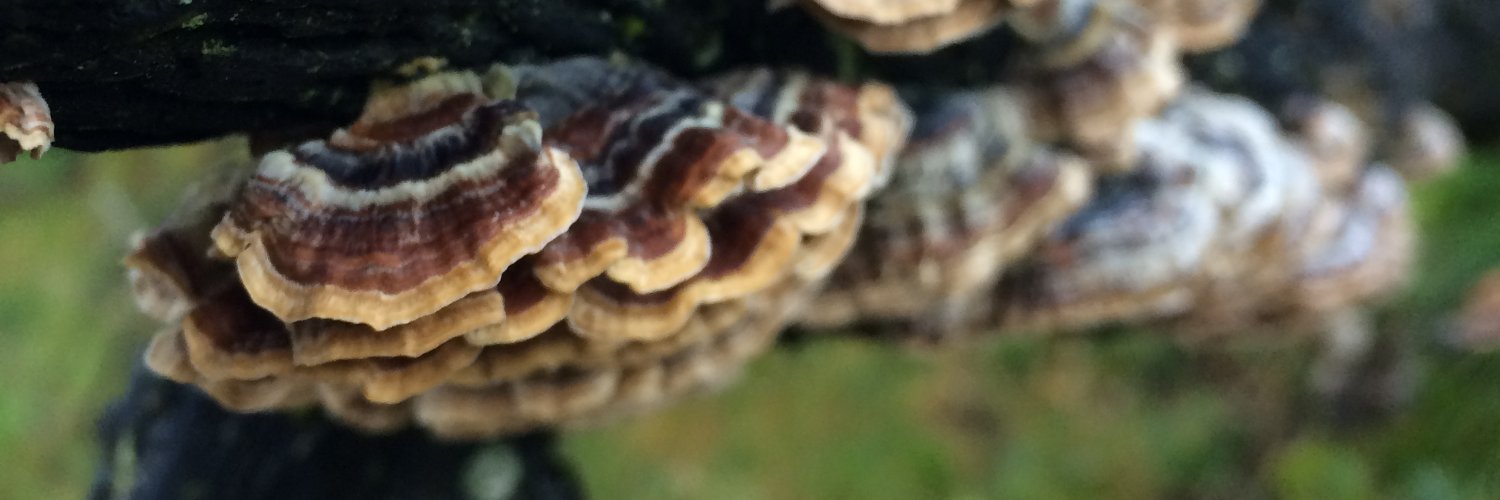 A land fit for all our futures banner