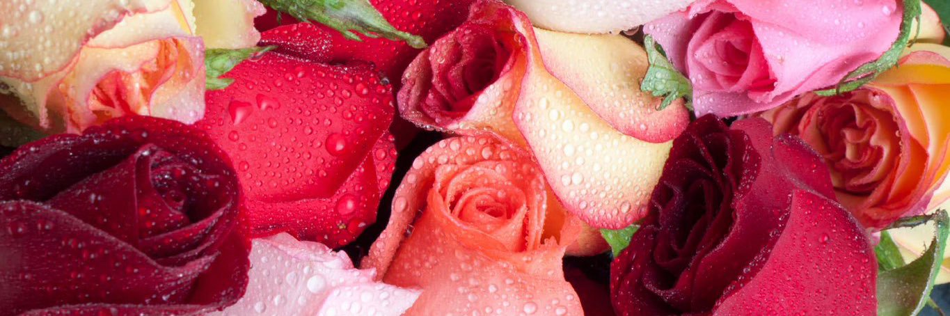 Alickie_Sun's profile banner image
