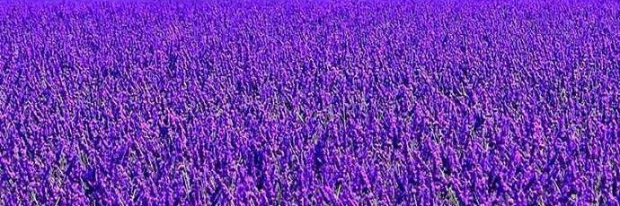 Jane Ennis, Priestess of Bast #FBPE #ChooseOpera banner