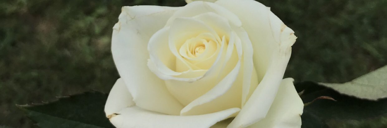 tabby_tabby23's profile banner image