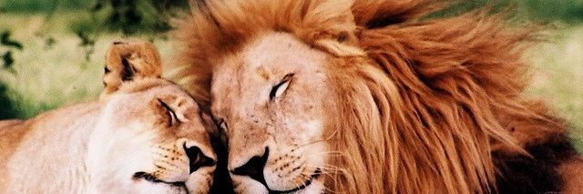 jaimorgon's profile banner image
