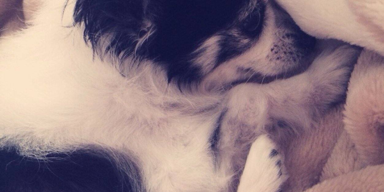 parothdeath's profile banner image