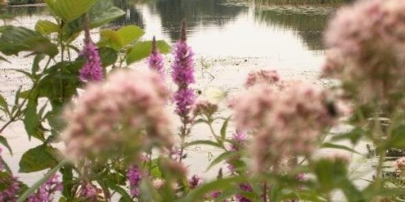 MargreetBekema's profile banner image
