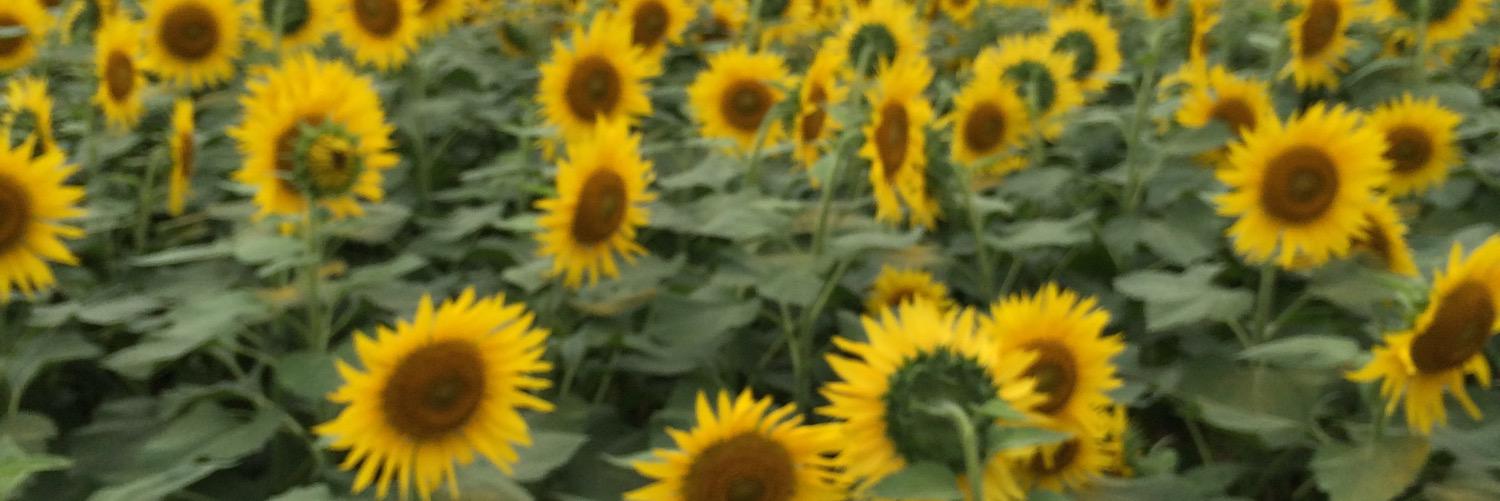 junchanmori's profile banner image