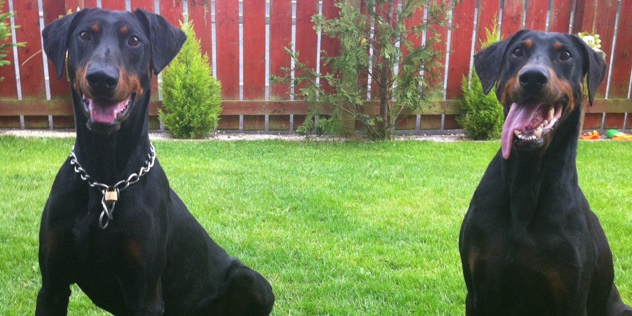 Shepkelly banner