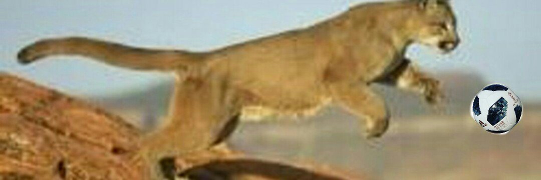 _El_Puma's profile banner image