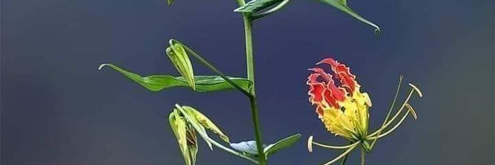viji9910's profile banner image