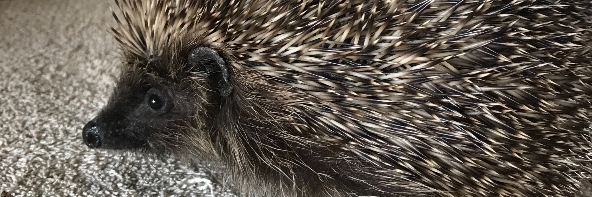 Hedgerows Hedgehog Rescue banner