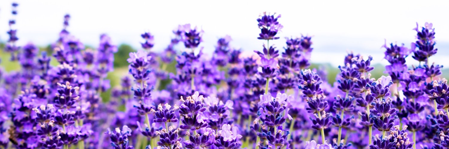 chicprotagonist banner