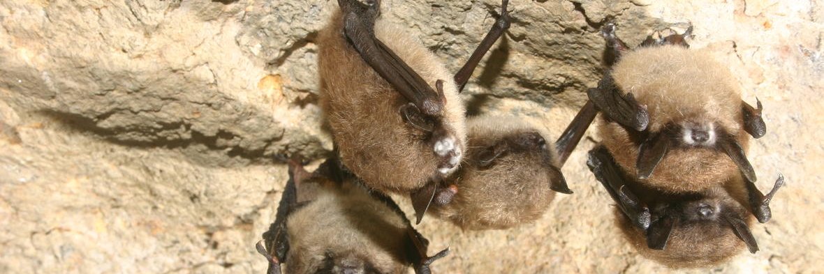 USFWS_WNS's profile banner image
