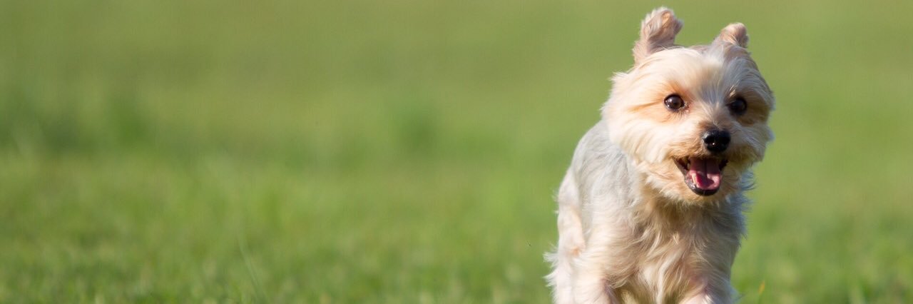 preuleao's profile banner image