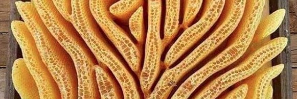 Ichtus 🐝🐝🐝 banner