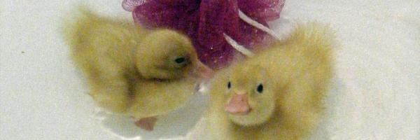 bonner_sandy Profile Banner