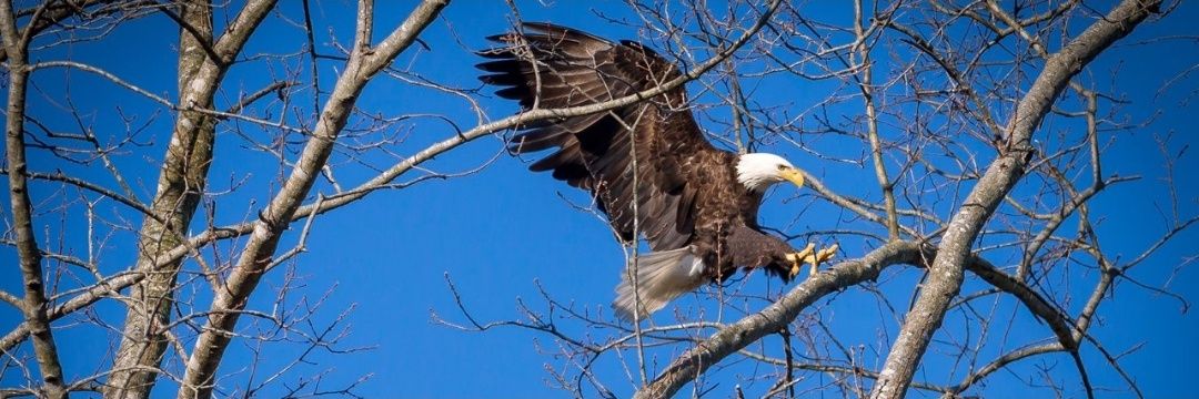 Kit-TN🇺🇸 banner