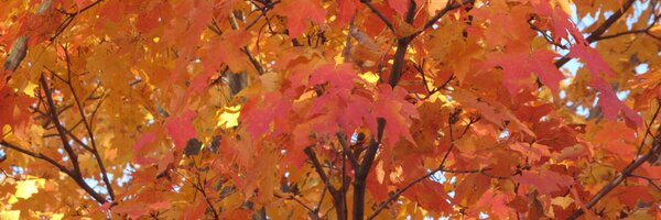 JulieMcCarthyJM Profile Banner