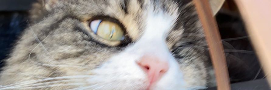 QueenMerediths's profile banner image
