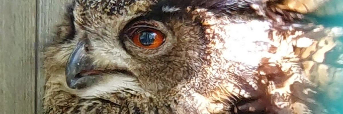 dpaola85's profile banner image