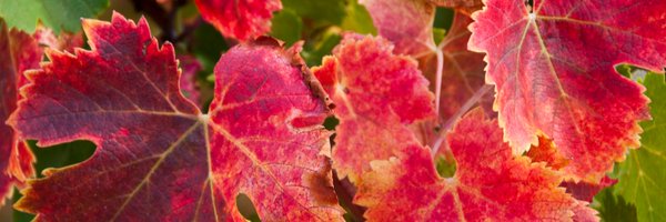 DunellsWines Profile Banner