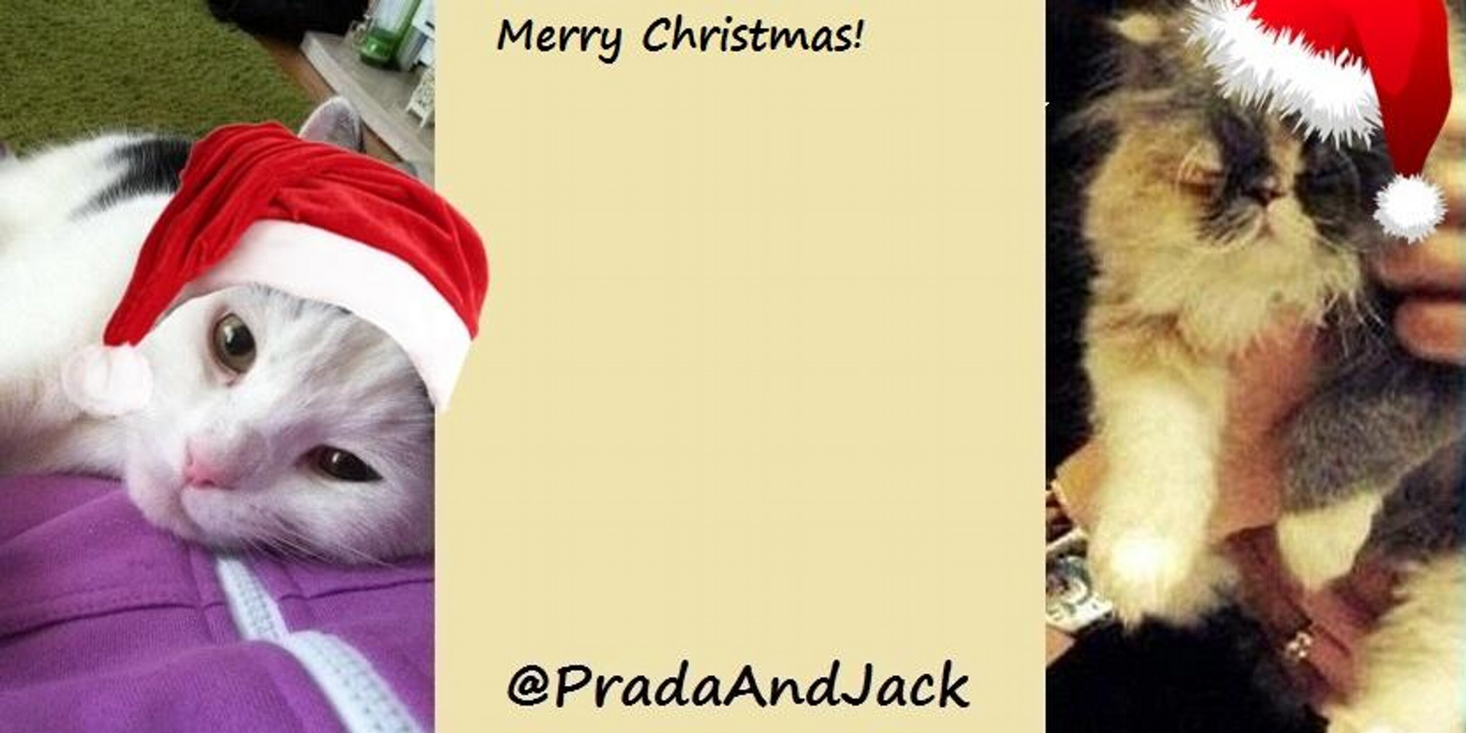 PradaAndJack's profile banner image