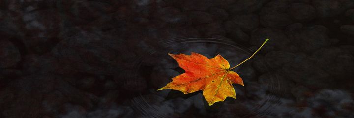 Yy_Tan98's profile banner image